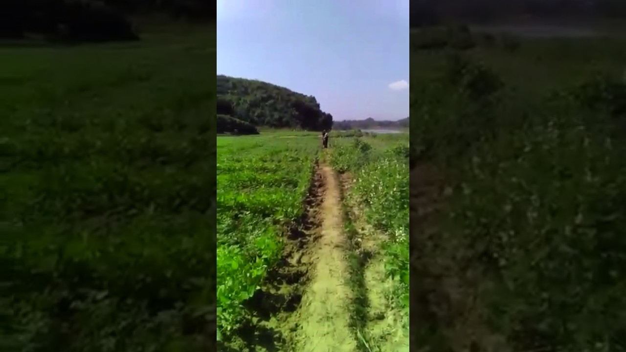 قوات النظام في ميانمار تتسبب في نزوح عشرات الأسر الروهنغية وأنباء عن حالات قتل