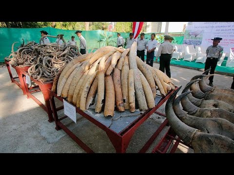 شاهد: ميانمار تفتتح "متحف الفيلة" بعد تحطيم كمية كبيرة من العاج