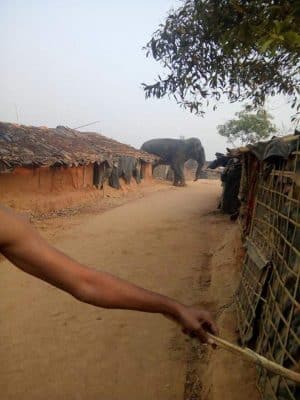 الفيلة البرية تفتك بلاجئي الروهنغيا في بنغلادش