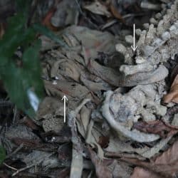 «رويترز» تكشف أن اعتقال صحفييها في ميانمار بسبب تقصيهما مجزرة بحق الروهنغيا