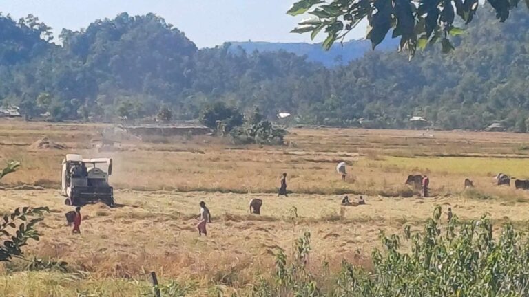 مزارعون في ولاية أراكان غربي ميانمار أثناء أعمال حصاد محصول الأرز (صورة: The Irrawaddy)