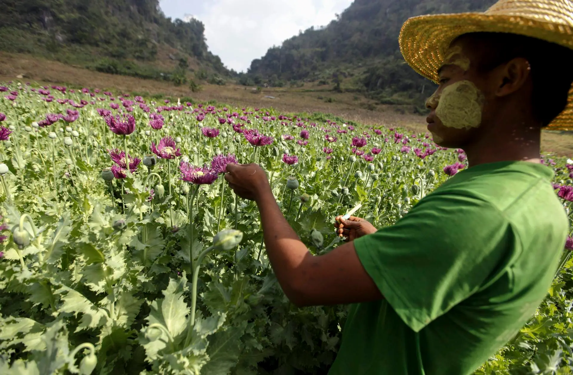 رجل من ميانمار يستخرج الأفيون الخام من الزهور في أحد حقول ميانمار في 20-12-2015 (صورة: EFE)
