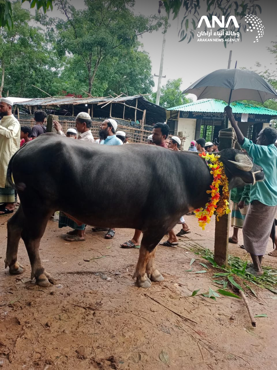 سوق الماشية بمخيم "كوتوبالونغ" للاجئي الروهينجا في بنغلادش، 5-6-2025 (صورة: ANA)