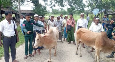 جيش أراكان..ادعى توزيع الأضاحي على الروهينجا واتضح أنه جمع ثمنها منهم 1 جيش أراكان يوزع بقرة أو بقرتين لكل قرية روهنجية بعد مصادرته آلاف رؤوس الماشية العام الماضي (صورة: APM)