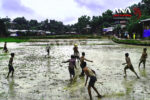 CHD005