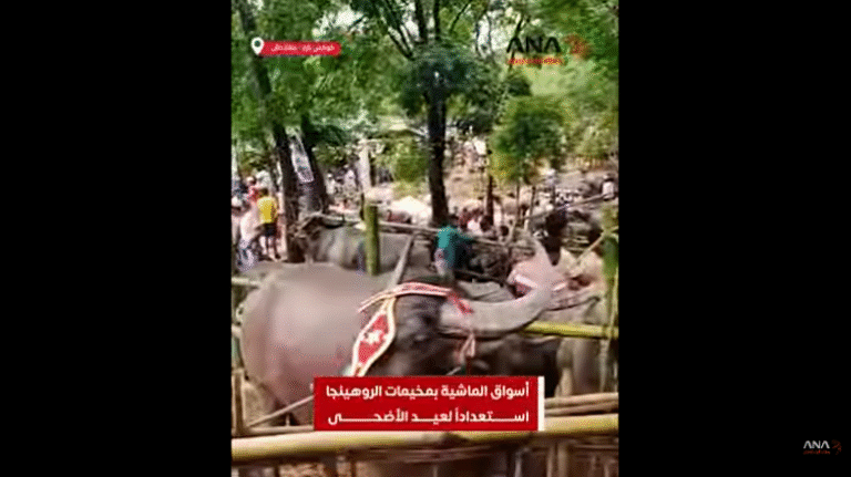 أسواق الماشية بمخيمات الروهينجا تزامناً مع عيد الأضحى