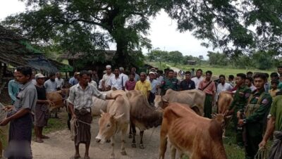 بعد مصادرة آلاف المواشي.. جيش أراكان يوزّع أضاحي بمعدل بقرة لكل قرية روهنجية 3 بعد مصادرة آلاف المواشي.. جيش أراكان يوزّع أضاحي بمعدل بقرة لكل قرية روهنجية