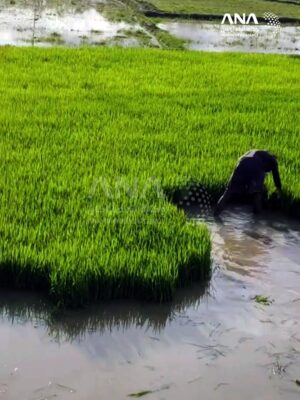 أراكان: فيضانات تجتاح مونغدو وتدمر الحقول الزراعية وقرى الروهينجا